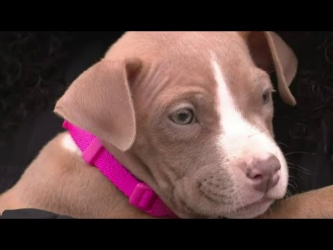 Puppy stolen from family's home in Warren, later returned