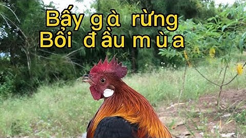 Bấy gà rừng đầu mùa bổi tơ: mồi tơ lập công bổi 01