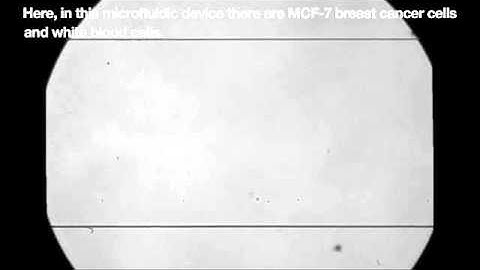 Cells Can Be Sorted with Sound