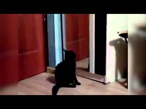 funny cats sleeping in weird positions compilation 2014 funnyplox Angry cat attacks mirror