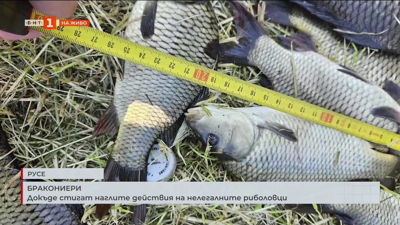 БРАКОНИЕРИ. ДОКЪДЕ СТИГАТ НАГЛИТЕ ДЕЙСТВИЯ НА НЕЛЕГАЛНИТЕ РИБОЛОВЦИ. 15.07.2025