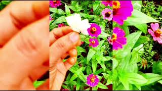 ടടല പകകൾ