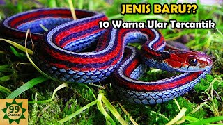 NGERI NAMUN MENAWAN !!! 10 ULAR PALING CANTIK DI DUNIA...ADA ULAR TERBANG DAN ULAR PELANGI NGERI NAMUN MENAWAN !!! 10 ULAR PALING CANTIK DI DUNIA...ADA ULAR TERBANG DAN ULAR PELANGI
