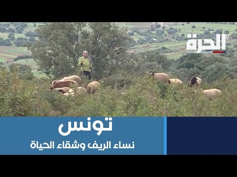 نساء الريف التونسي يشقين لتوفير الرزق