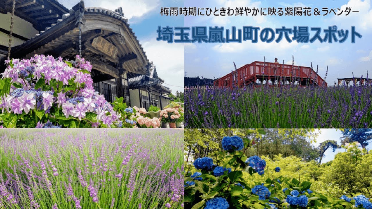 紫陽花やラベンダーなど季節の花を巡る 埼玉県嵐山町の立ち寄りスポットを紹介します Teruのほのブロ