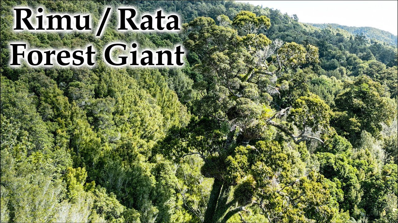 Rimu / Rata Forest Giant #4k #newzeland #nativetrees #rimu #rata # ...