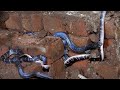 देखिए एक ही घर मे निकले 4 जहरीले सांप, घर के अंदर सांपों का डेरा | 4 snakes rescued inside the house