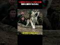 ソ連兵は犬に爆発物を縛り付け、それを使ってドイツ軍の戦車を爆撃した!#shorts #映画 #戦争
