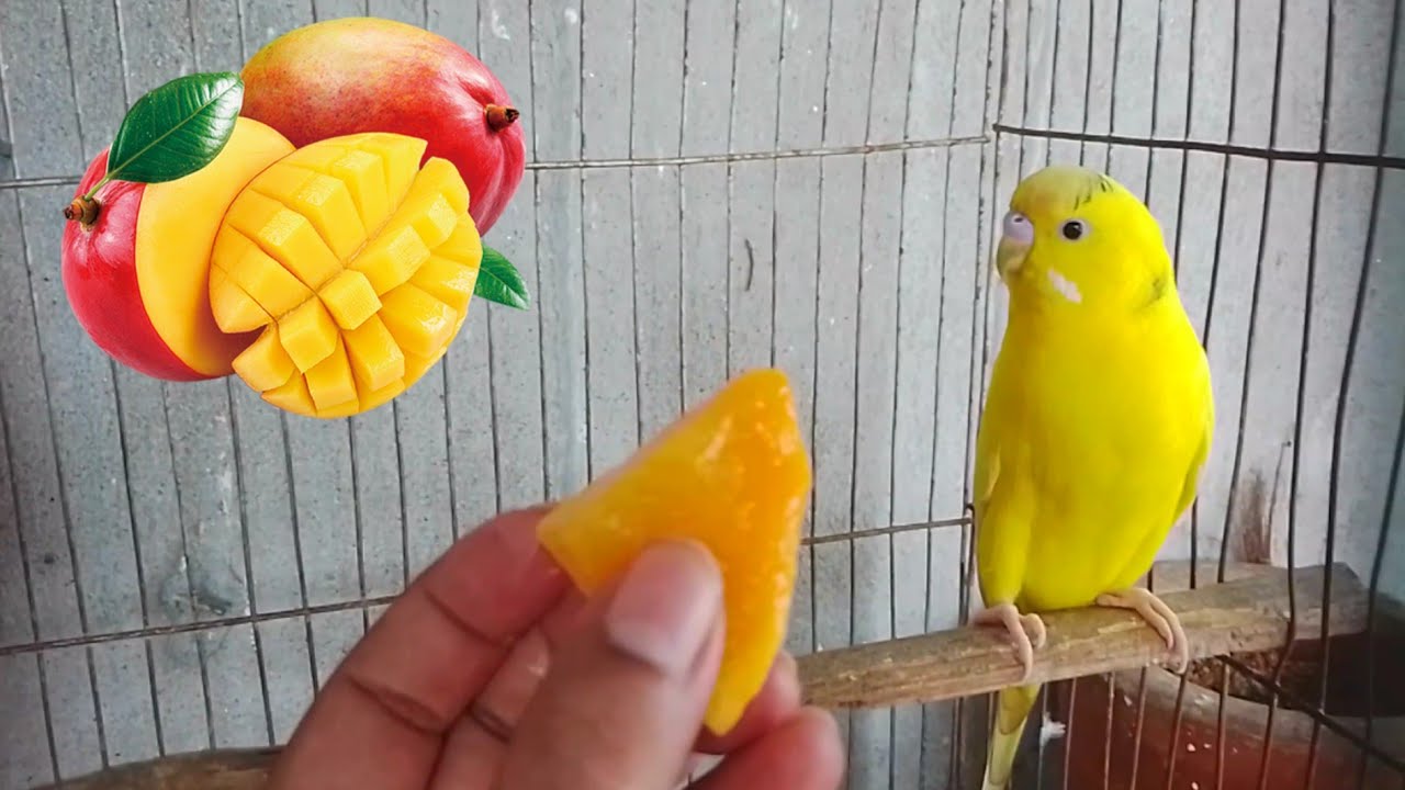 Can budgies eat mango YouTube