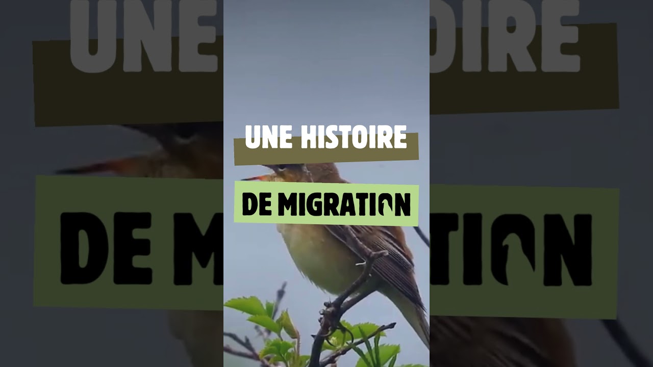 Le phragmite des joncs : discret et endurant !