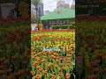 Hong Kong Flower Show 2026 Beautiful