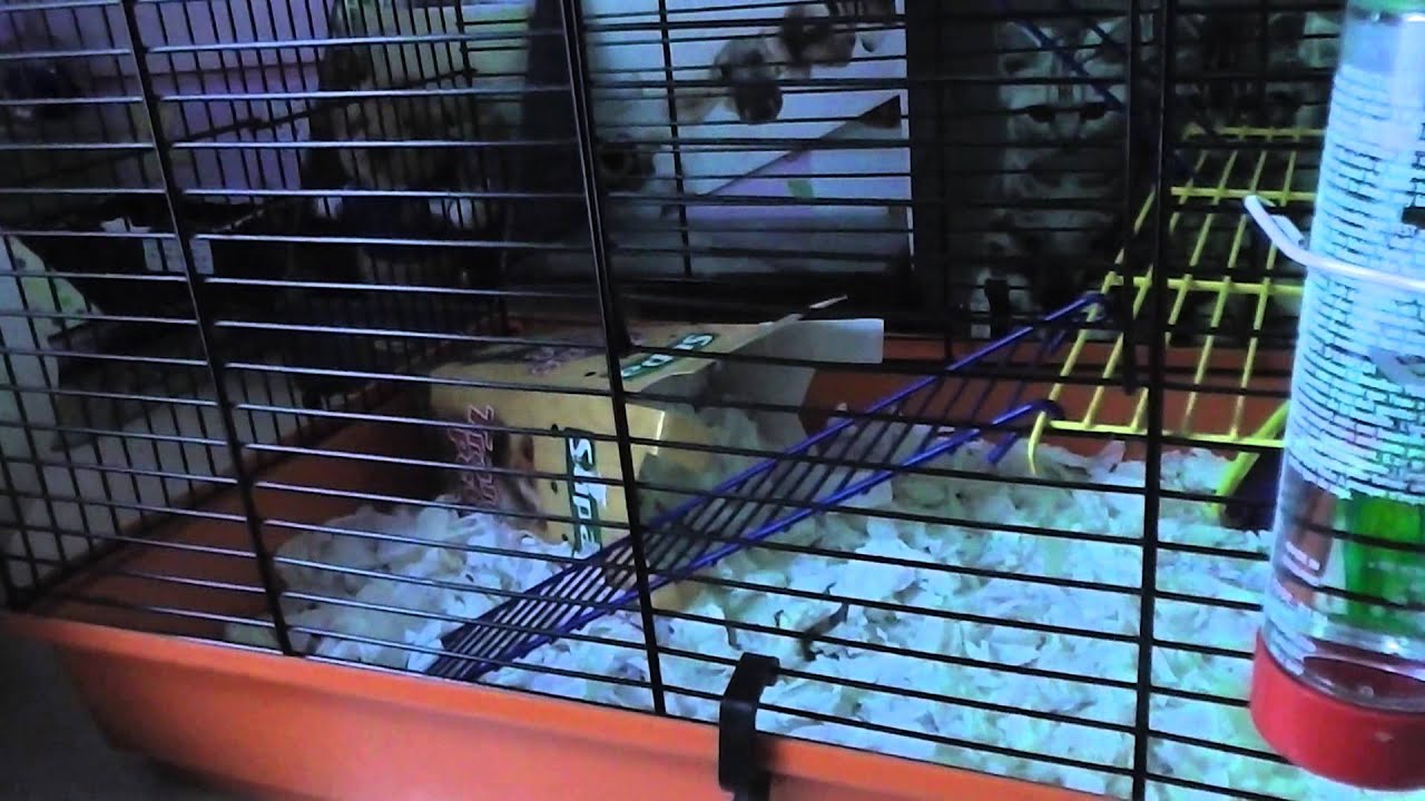 lolly vomito instagram Rat Persuasion (Request)