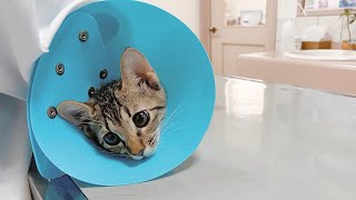 初めての注射でヘトヘトになった子猫...【病院】