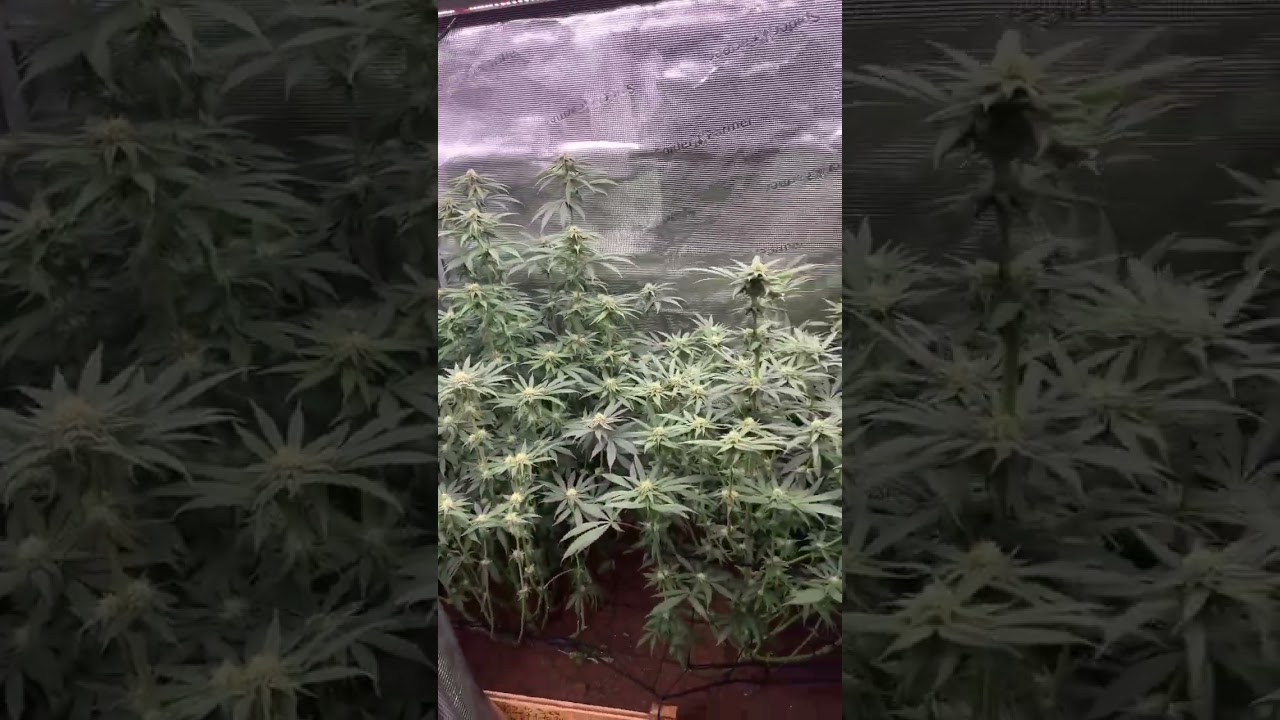 EZ-8 lighting up the early flower phase with impressive growth🌱