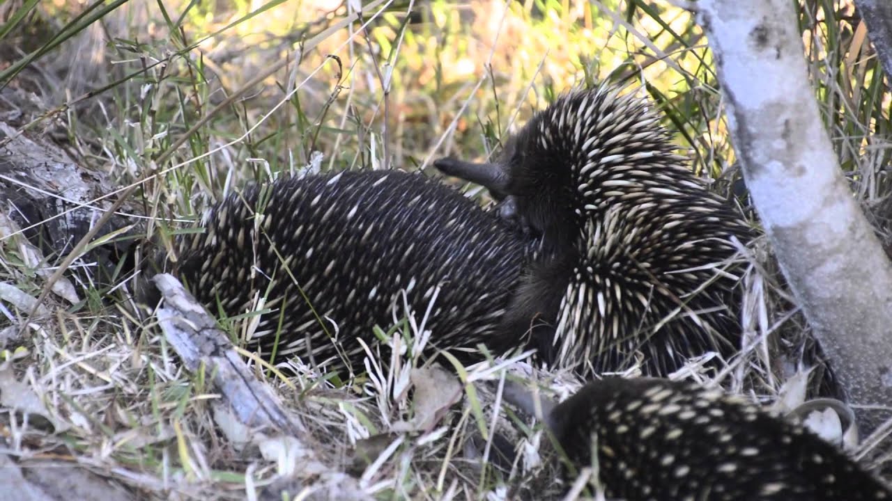 Australian Wildlife Echidnas Mating Youtube 