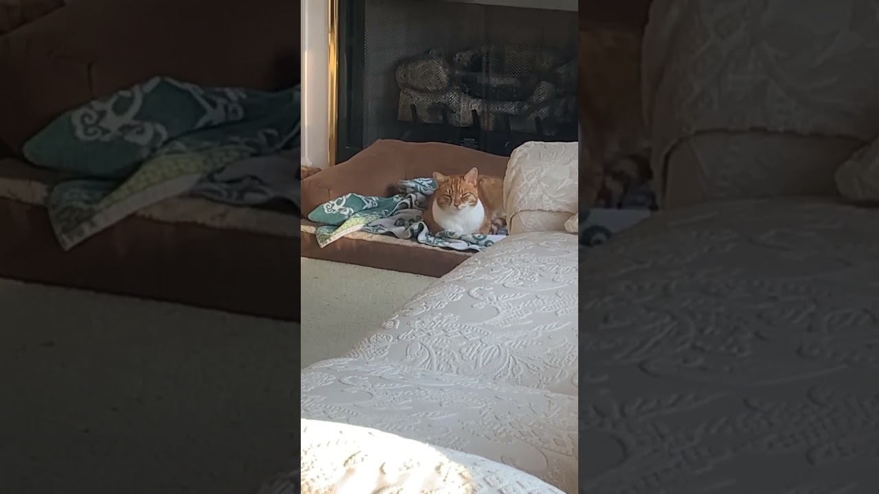 Cat LOVES to Sleep on the Dog Bed! Spoiled Rotten :) haha Marlin the Cat-Dog livin' his best life!