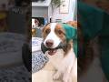 回転切りをマスターしたわんこが可愛すぎるw【ボーダーコリー・オーストラリアンシェパード】 #shorts #dog
