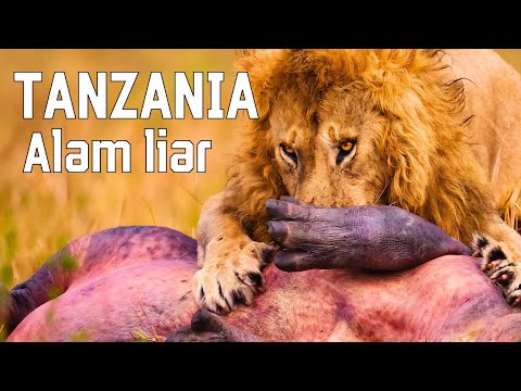 Video: Stepa Afrika yang menakjubkan: flora dan fauna