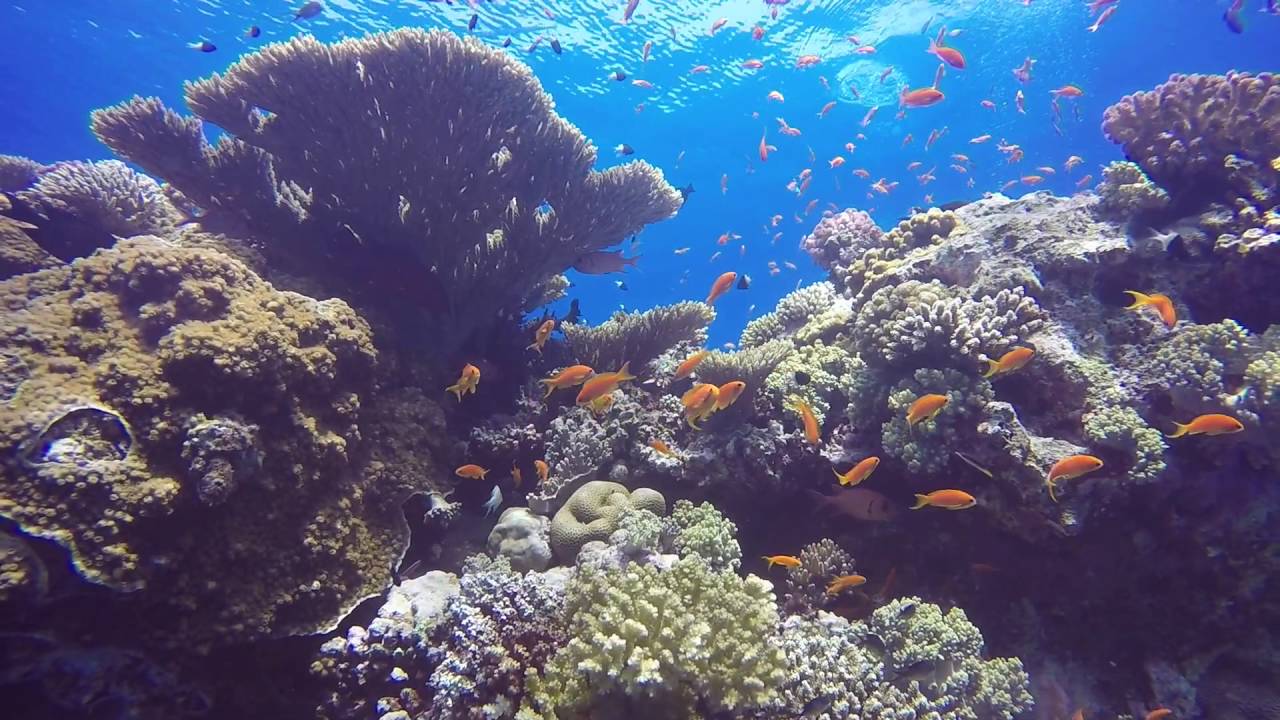 Les récifs de Mer Rouge MaiJuin 2016 YouTube