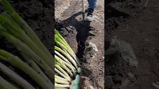Rural Farmer