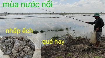 nhấp ếch mùa nước nổi gặp toàn ếch bự to. quá nhiều ếch đồng
