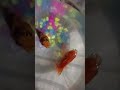 Fish playing 😆#viral