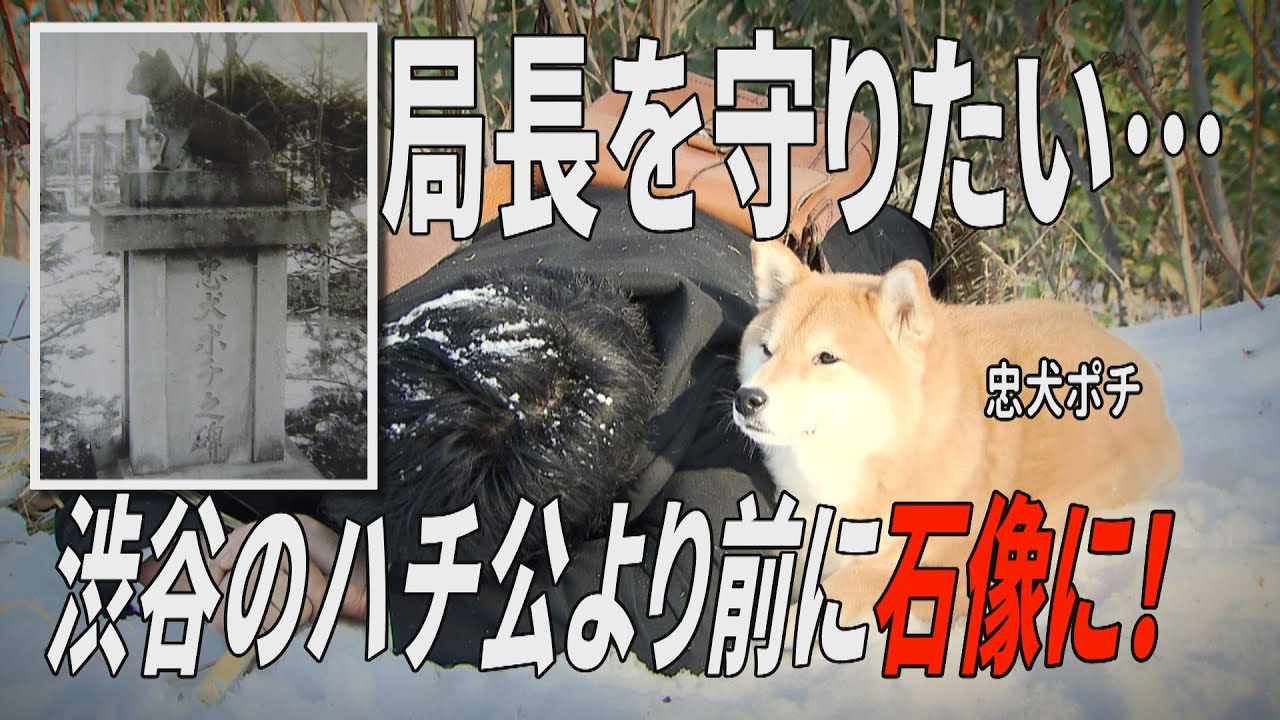 忠犬 Do you know the real-life Hokkaido dog Pochi? He lived in Hokkaido