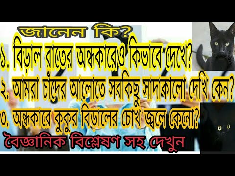 ভিডিও: বিড়ালরা কীভাবে দেখে