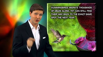 Hummingbird Migration - Following God