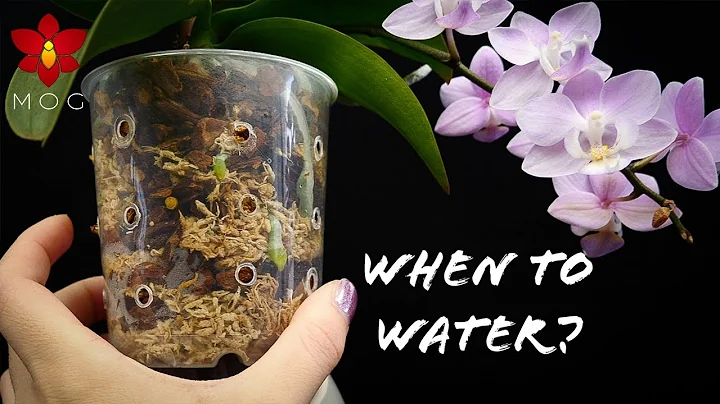 When to water Orchids? - Common mistakes & Best practices! | Orchid Care for Beginners - DayDayNews