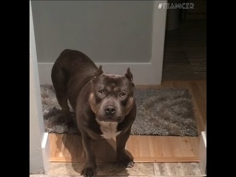 amazing-funny-talking-dog-bully-pit-bull-compilation