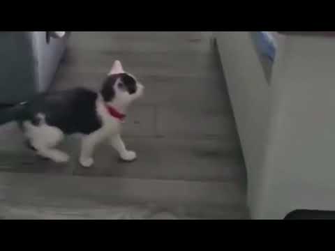 Super Funny Dog Compilation. Try not laughing!
