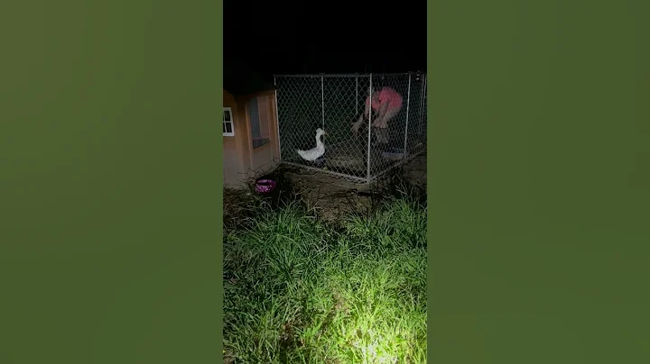 QuackAttack (duck) flies to mom every night