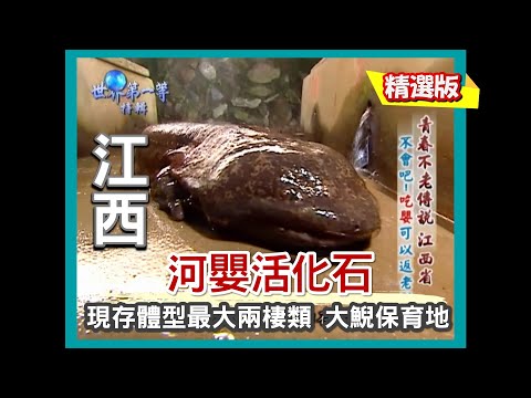 【江西】河嬰活化石 現存最大兩棲類保育中心｜《世界第一等》417集精華版