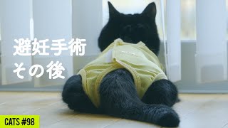 術後服が心地悪い黒猫