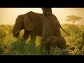 Cute Baby Becomes Part of the Elephant Herd 🐘 | Life: First Steps | Animal Friends