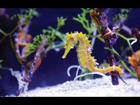 SEA LIFE AQUARIUM | Königswinter Deutschland - YouTube