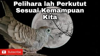 PERKUTUT BUNYI DI MALAM HARI BAIK ATAU TIDAK ?!?