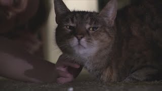 Maryland family reunites with cat missing for 5 years