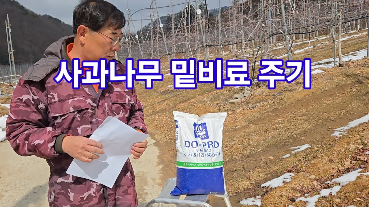 사과나무 밑 비료 주기
