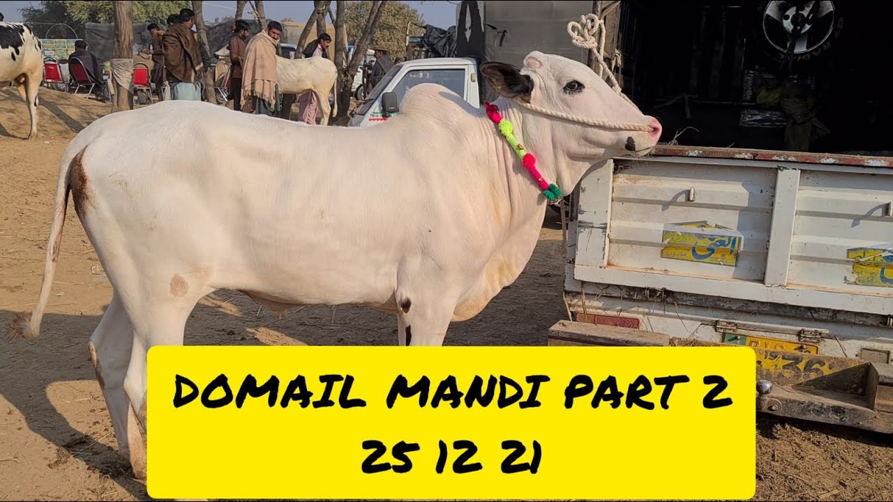 Domail Mandi with Prices Part 2 || 25-12-21 || Angry Bulls || Eid ul Azha Fun