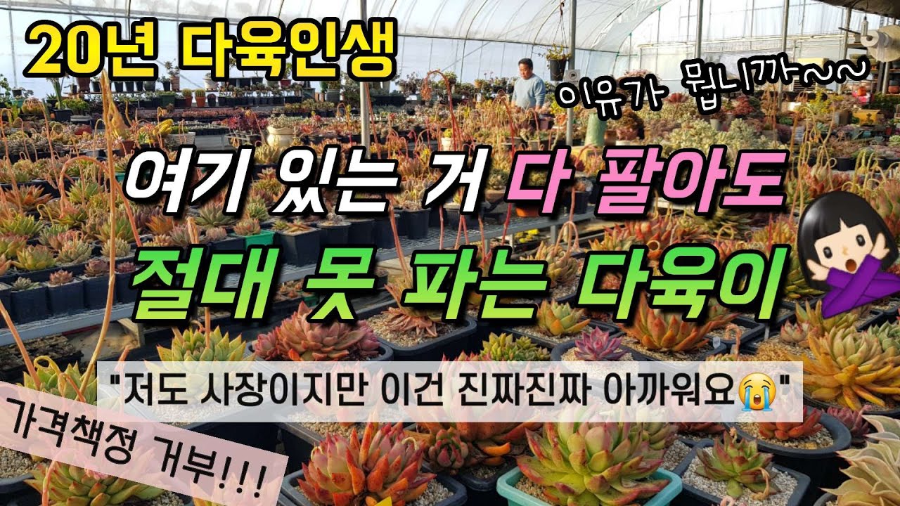 20년 다육인생 이제는 떠나보낼 수 있어 그런데 너만은~~🙅🏻‍♀️ㅣ#정하네다육(010-9946-7818)ㅣ전북 익산시 삼기면 용연리 466ㅣ다육이 키우기ㅣ#신쌤의다다육선