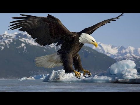 MAAJABU YA NDEGE TAI INASHANGAZA EAGLE MOST INTERESTING FACTS