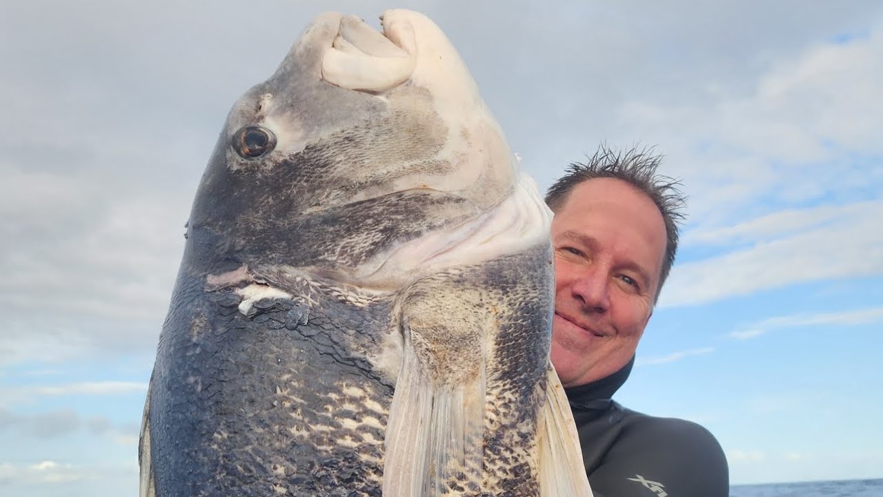 Bear KZN sea report Black Mussel cracker Daga salmon Cape yellowtail