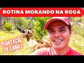 ROTINA MORANDO NA ROÇA, PLANTAÇÃO DE CANA, COLHEITA DE BANANA E MANUTENÇÃO DO JARDIM NO SÍTIO.