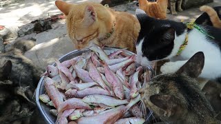 A lot Cats eating fish