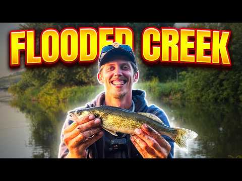 What Lives In This FLOODED CREEK? (Multi-Species!)