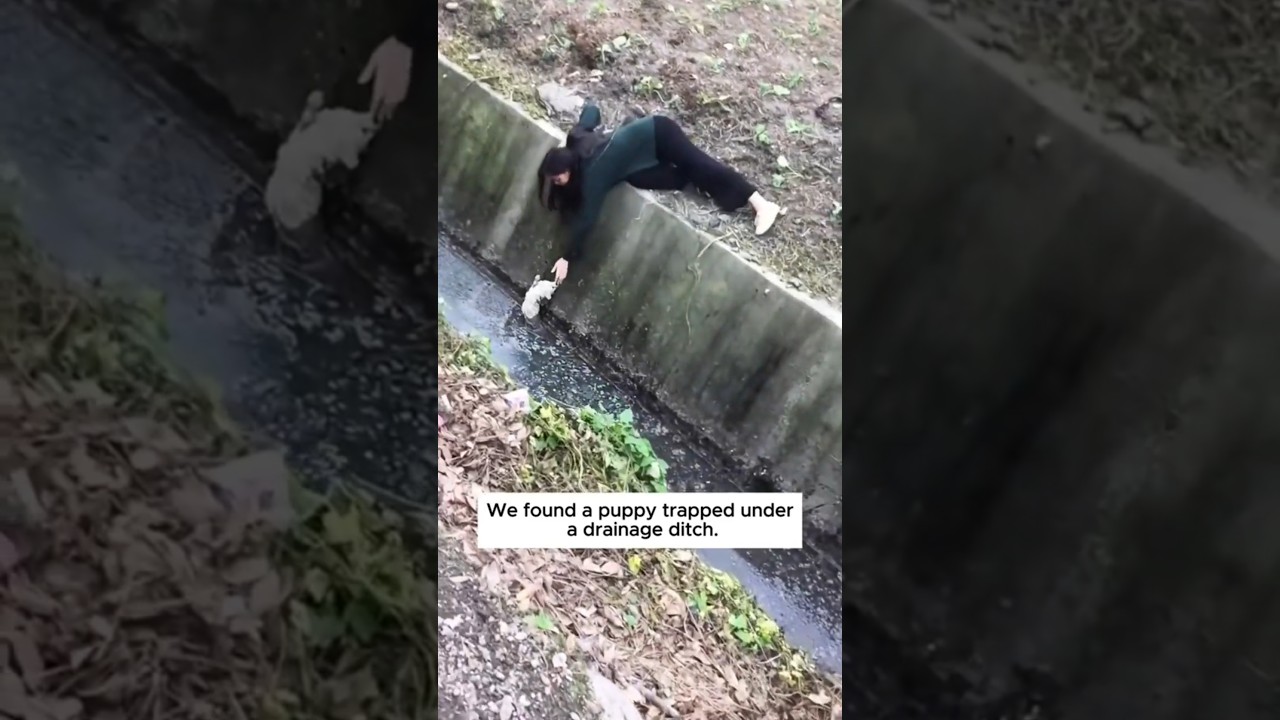 This girl rescued a tiny puppy trapped under a drainage ditch and then...