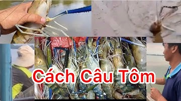 Săn Bắt Miền Tây Bí Kíp Câu Tôm Miền Tây – Bắt Tôm Không Trượt Con Nào!