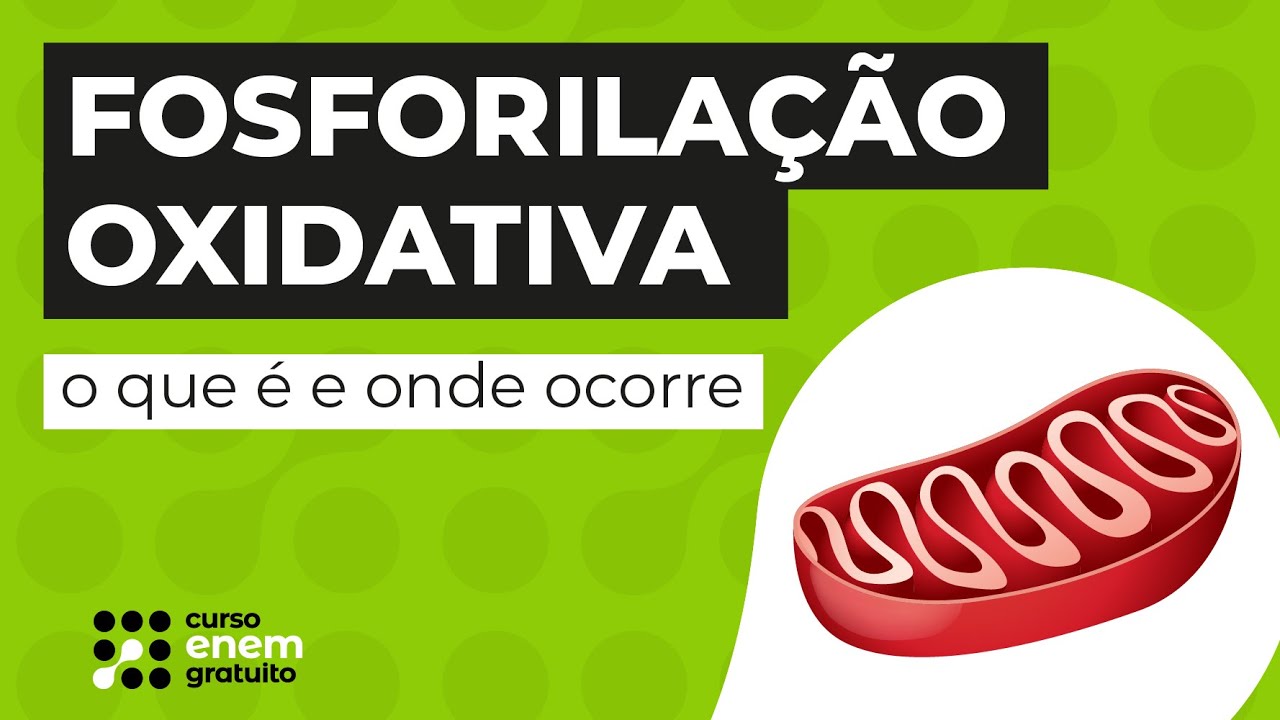 FOSFORILAÇÃO OXIDATIVA: o que é e onde ocorre | Biologia para o Enem | Cláudia de Souza Aguiar